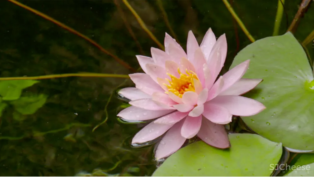 一个广东宅男,把游戏场景搬进30000m²的后花园,20年了还没造完