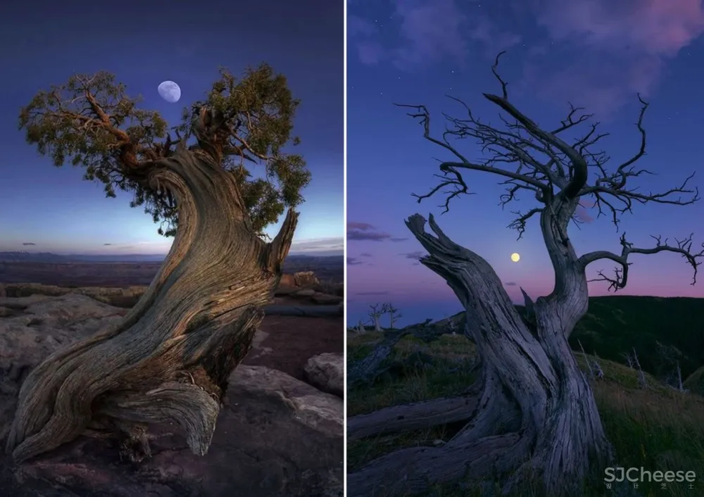 杉树林里的极美民宿