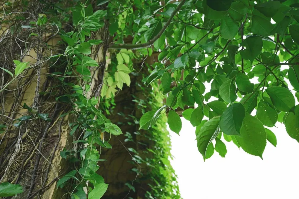 一个广东宅男,把游戏场景搬进30000m²的后花园,20年了还没造完