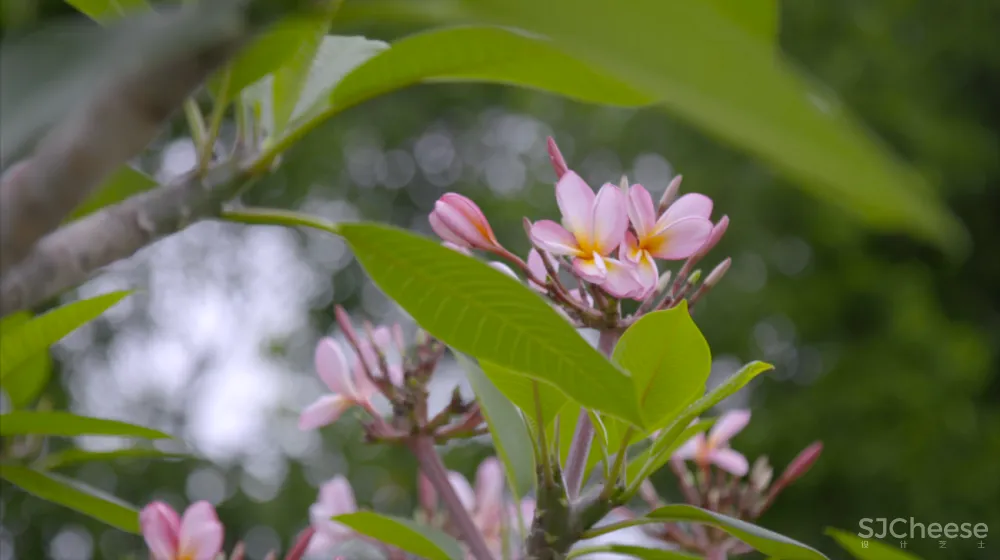 一个广东宅男,把游戏场景搬进30000m²的后花园,20年了还没造完