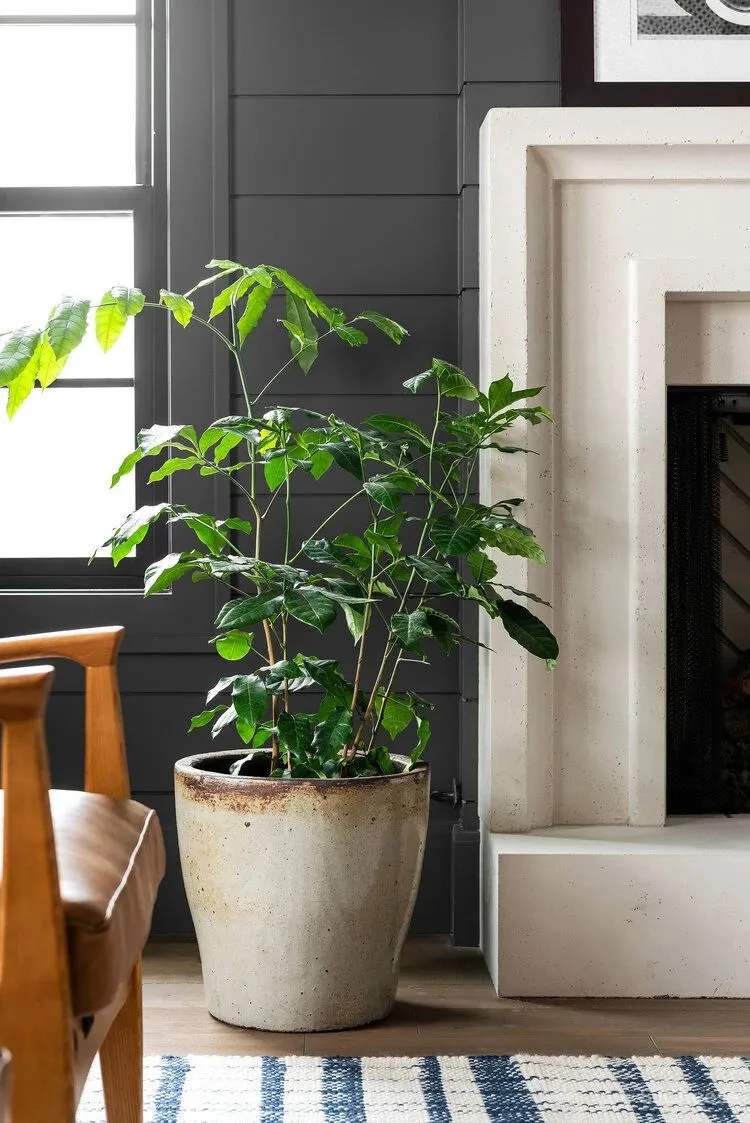 美式简约,纯正典雅!