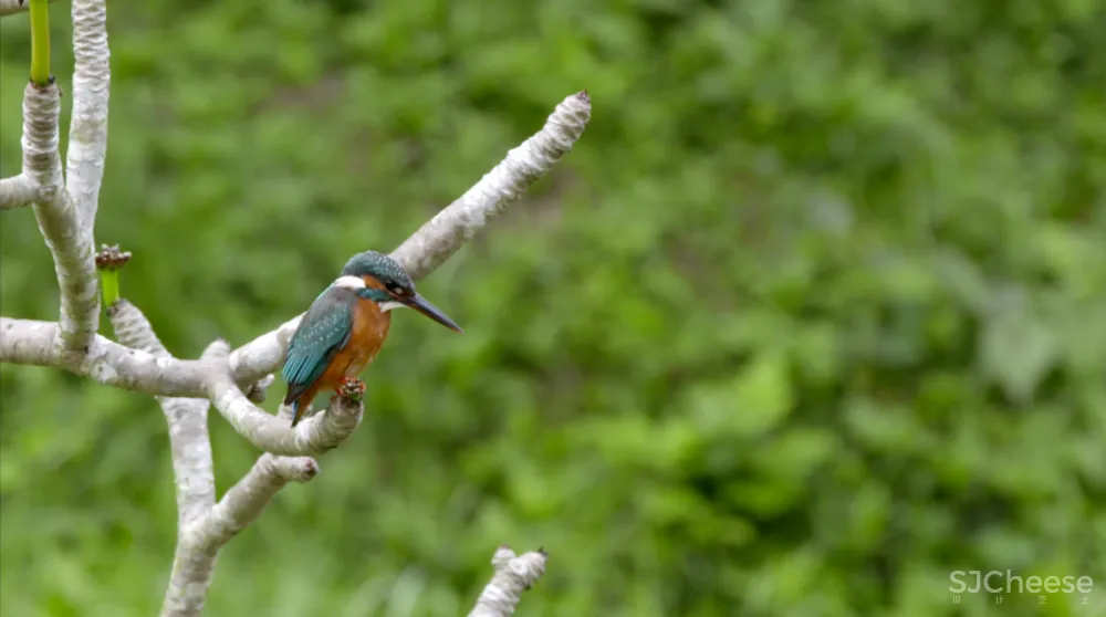 一个广东宅男,把游戏场景搬进30000m²的后花园,20年了还没造完