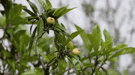 杭州姑娘造3000㎡花园,养白马、建城堡,被打爆电话