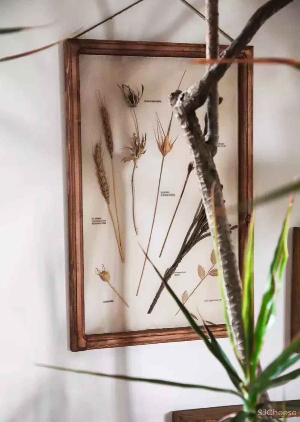 北京姑娘的63m²一室,满是植物标本、墨绿色彩!网友直呼:有仙气!