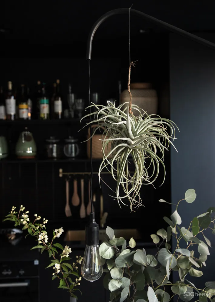 北京姑娘的63m²一室,满是植物标本、墨绿色彩!网友直呼:有仙气!