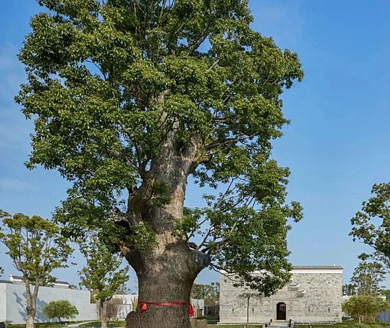 致敬传奇设计师Kerry Hill,为上海留下的唯一避世之作