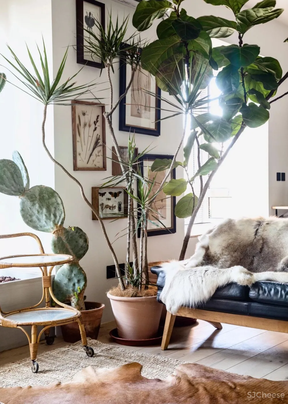 北京姑娘的63m²一室,满是植物标本、墨绿色彩!网友直呼:有仙气!