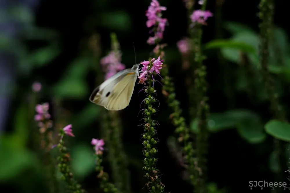 新挖到的隐秘玩水地, 直接睡入山溪间! 还原宫崎骏动漫里的夏天, 秒回无拘束童年时光