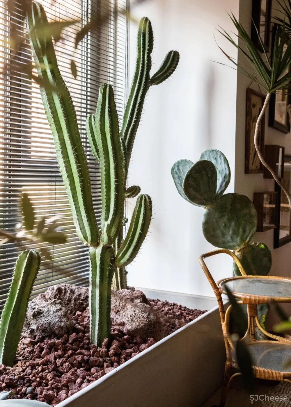 北京姑娘的63m²一室,满是植物标本、墨绿色彩!网友直呼:有仙气!