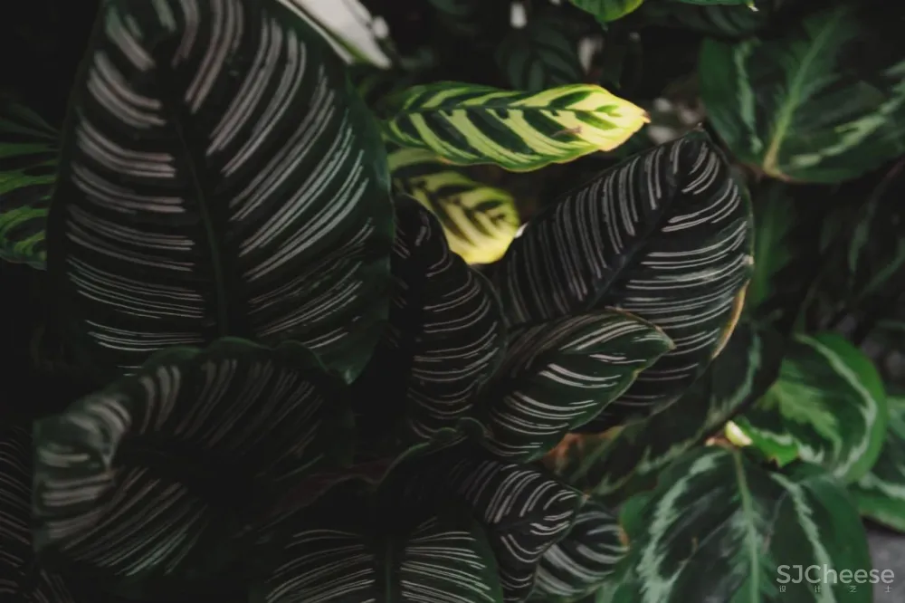 200㎡侘静私宅,藏着一处神仙般后花园!