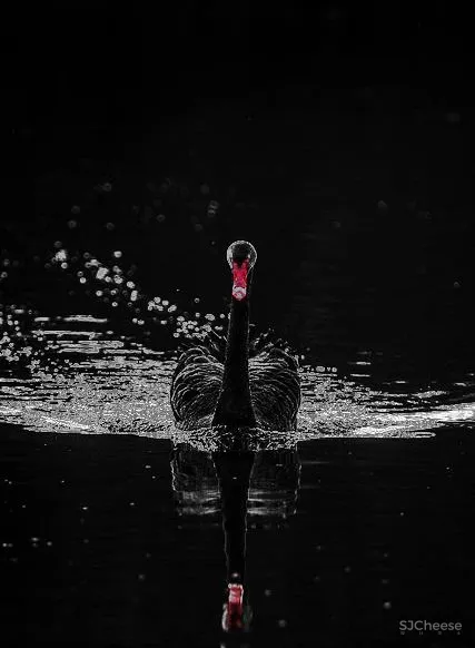 醉美自然生活,是一餐四季皆诗情画意 曾建龙