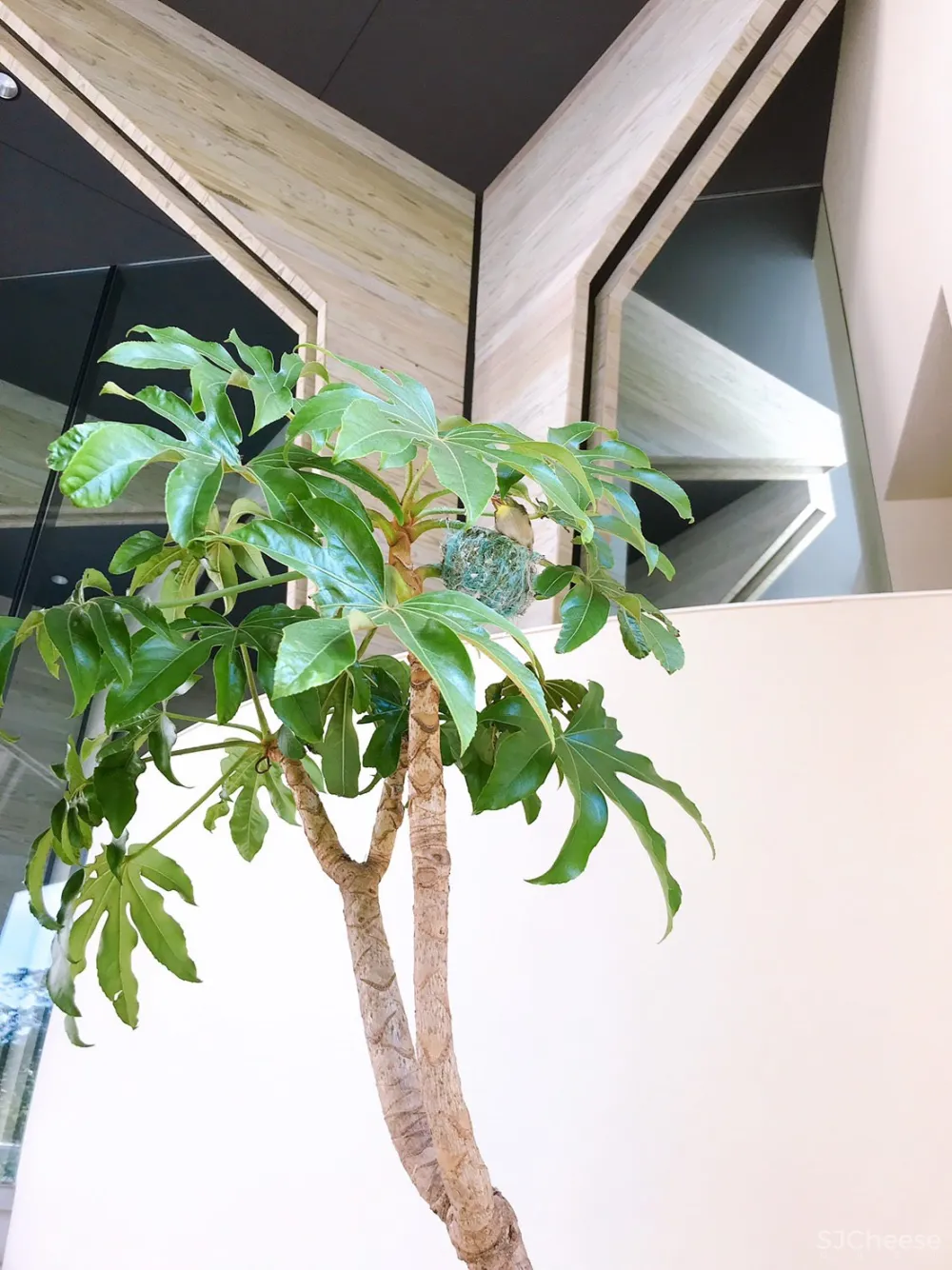 日本设计的幼儿园食堂,还能开生日趴,有员工休息区,空间利用到了极致