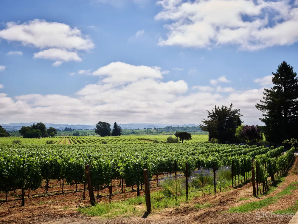 首发 | 加州的花卉酒庄以优雅的氛围拥抱大自然