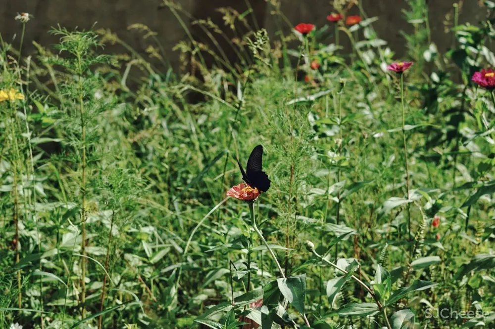 比清迈更清凉的同款田园生活!告别高温,不用防晒没有蚊虫,睡入云端的稻田之上!
