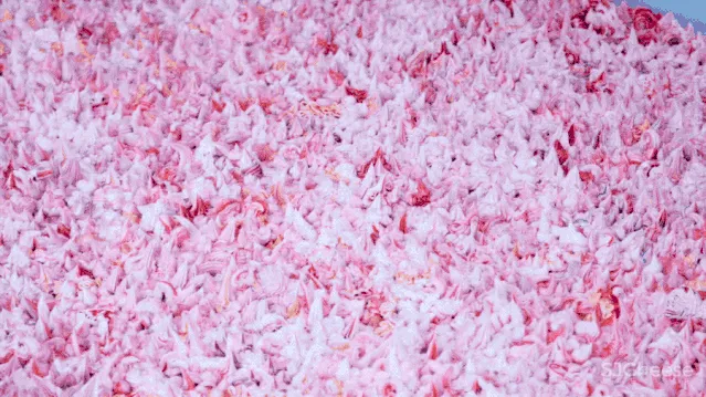 杭州女总裁的1700㎡豪宅:装修了5年,完工那天我哭了