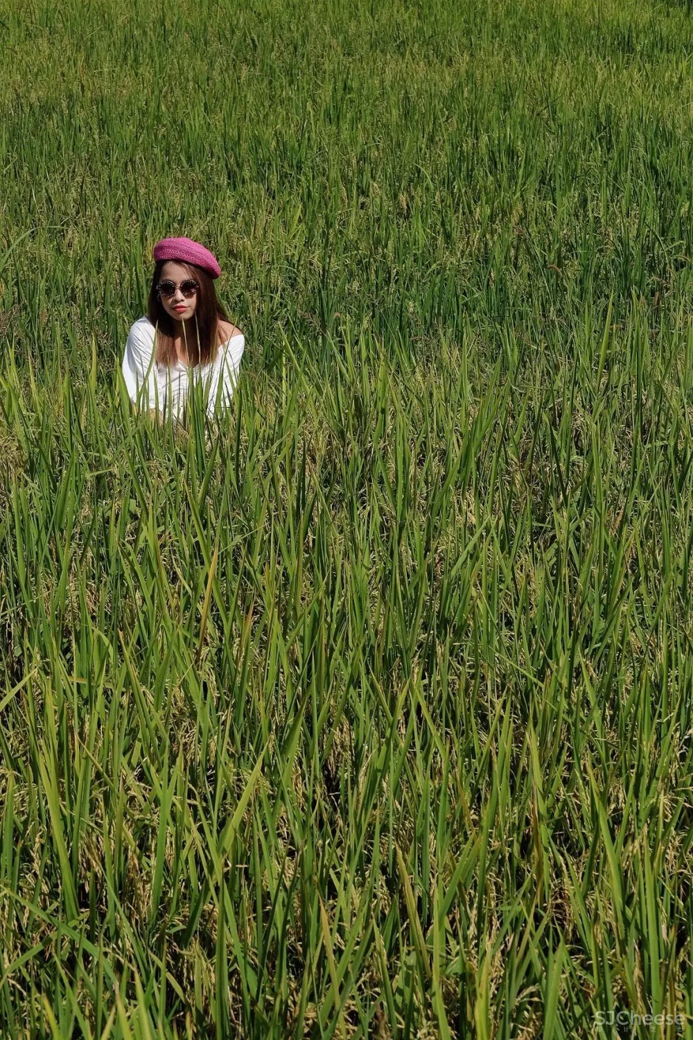 比清迈更清凉的同款田园生活!告别高温,不用防晒没有蚊虫,睡入云端的稻田之上!