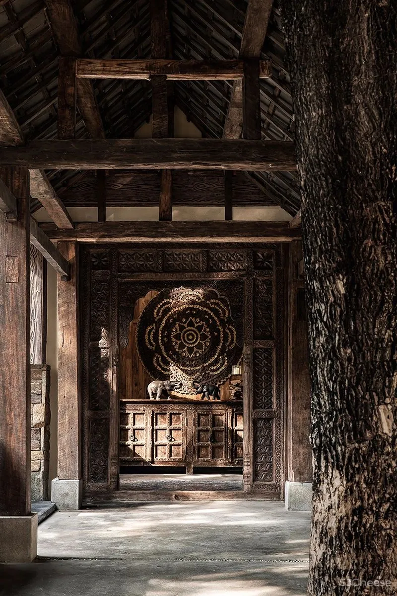 张灿新作 归隐到热带雨林中!