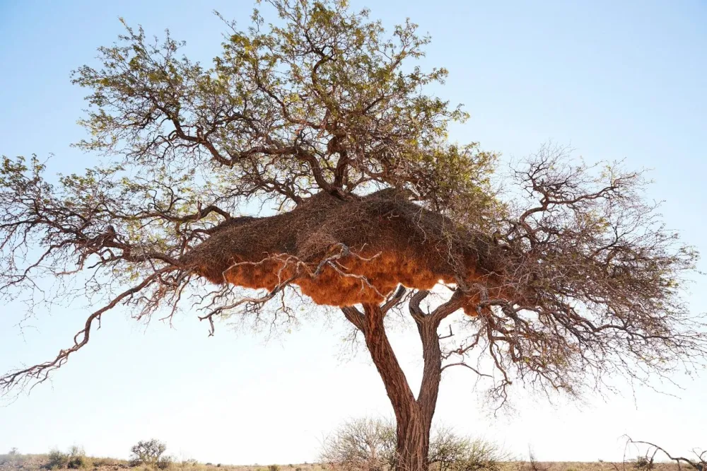 跨界狂人竟用茅草打造超级鸟巢住宅，这就是怪诞的野奢生活！