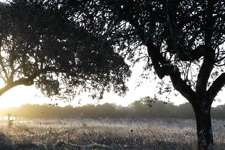 一座孤独的乡村民宿，400公顷田园丛林，这里的心灵治愈很高级！