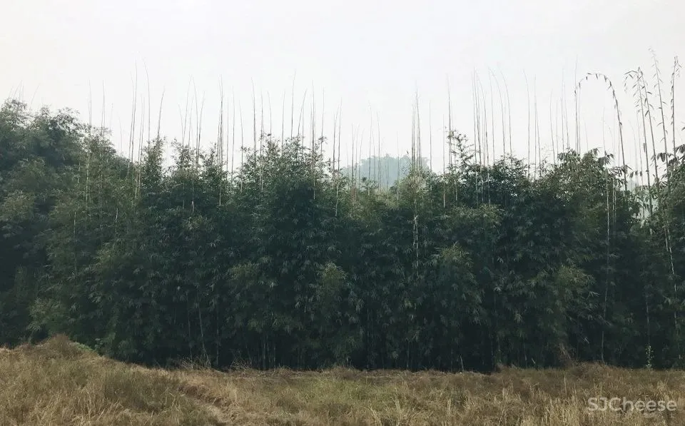 以意赋象,以象见意 竹枝书院 小隐建筑事务所