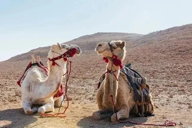 以色列沙漠中的Sex Senses第六感酒店,是否能激发你的灵感?