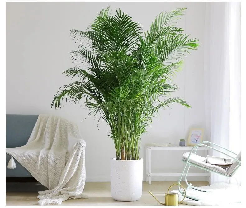 283平米的四卫空间,这里的许多东西都是我的梦想啊!