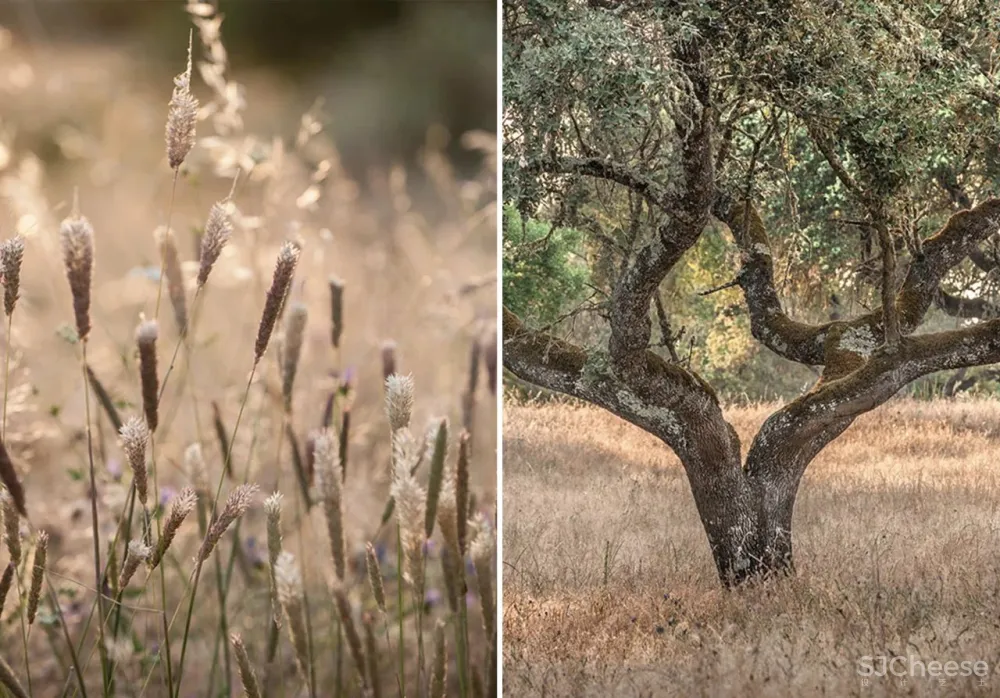 一座孤独的乡村民宿，400公顷田园丛林，这里的心灵治愈很高级！
