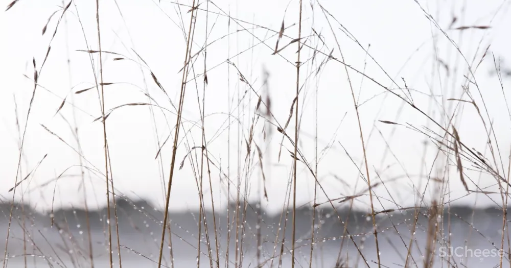 一座孤独的乡村民宿，400公顷田园丛林，这里的心灵治愈很高级！