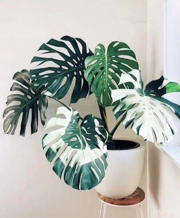 283平米的四卫空间,这里的许多东西都是我的梦想啊!