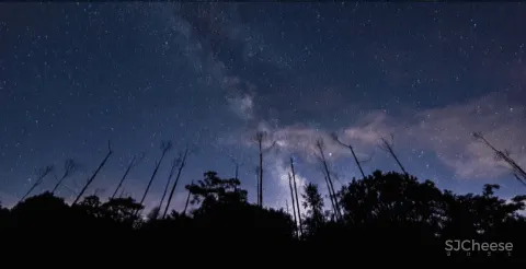 今古凤凰 来于自然,归于自然