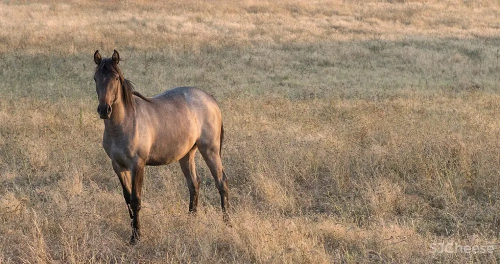 一座孤独的乡村民宿，400公顷田园丛林，这里的心灵治愈很高级！