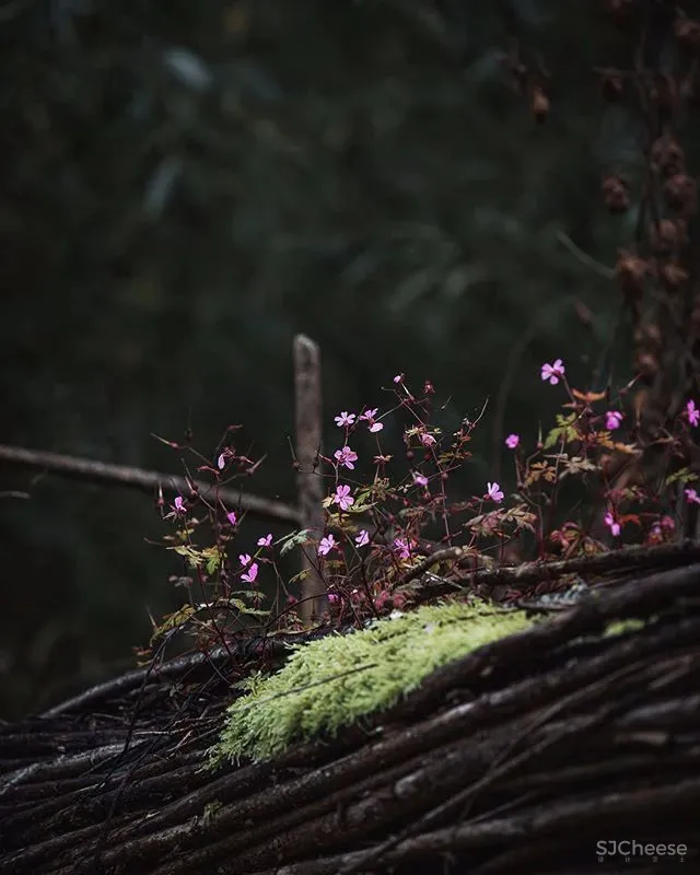 米其林大厨将餐厅开在莫奈画中静美的乡村,美食也是一种超级治愈!
