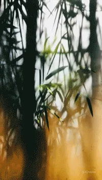 奥迅设计:竹中雅境望繁花,绿意中感受悠然之韵