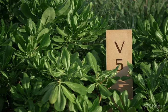 泰国又出极致度假酒店:面朝大海,融于自然!