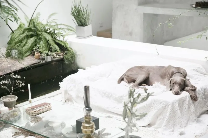 90后独居男生和他1500m²的极简住宅