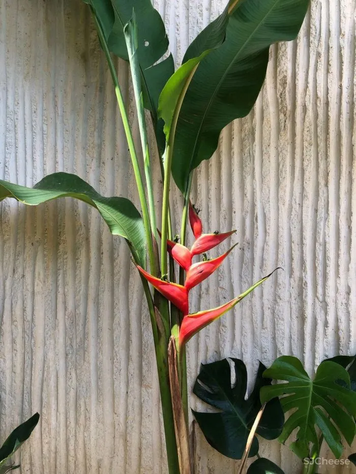 极简避世豪宅,养老的完美之选!