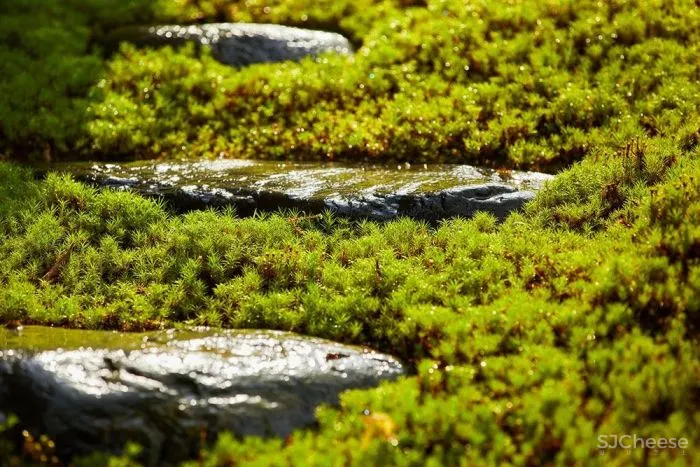 Hiroshi Nakamura京都圣岩之屋小憩