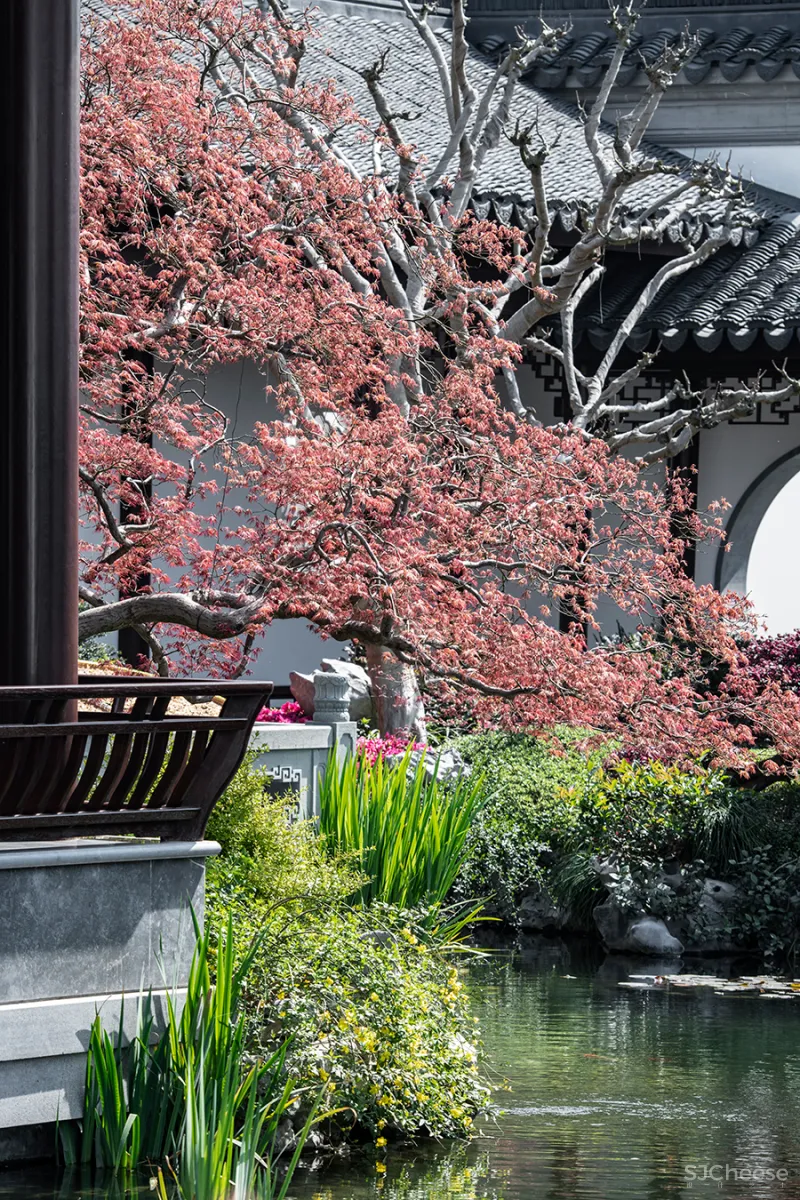 谢天 • 玫瑰园|素处以默,妙机其微—空间的非炫耀性设计