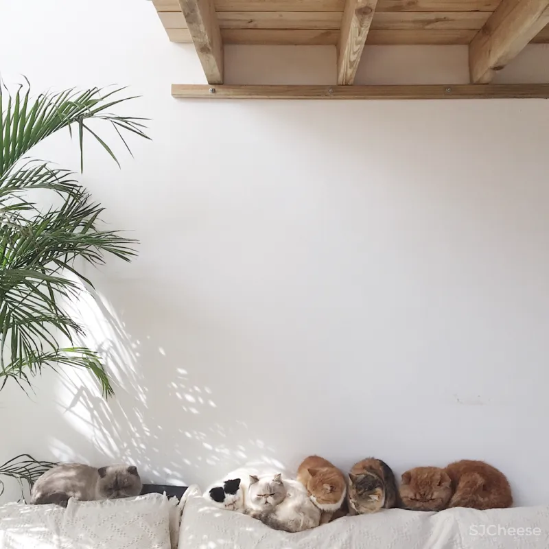 90后独居男生和他1500m²的极简住宅