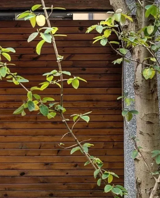 家生万物,万物由心 谢柯作品