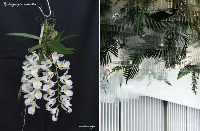 新作 灯灯灯凳|寻找蘭纳古都印迹,沉浸皇族古法 SPA