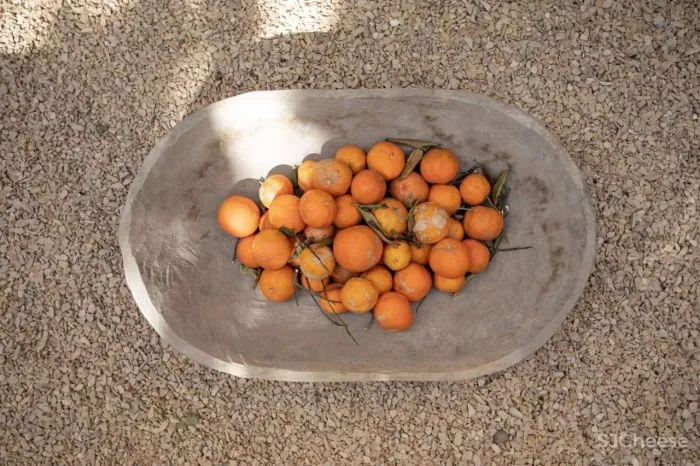 MNMA Studio 野性与灵性的呼唤