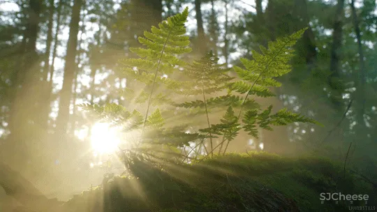 冬日暖阳,北欧诗意生活 / SSD上森设计