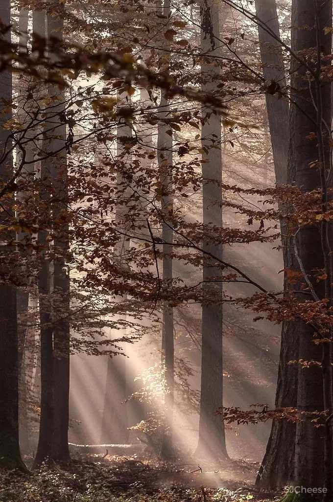 奥迅设计新作丨 草木为诗