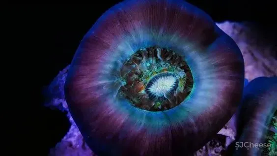 极趣、创意,get沁入式梦幻体验!