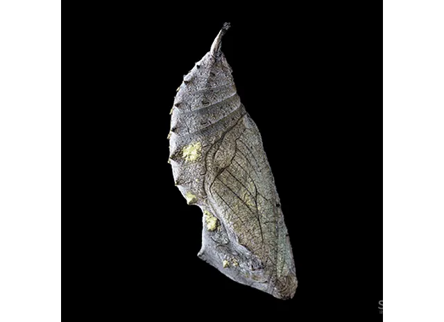 意巢设计丨自然生长,破茧化蝶