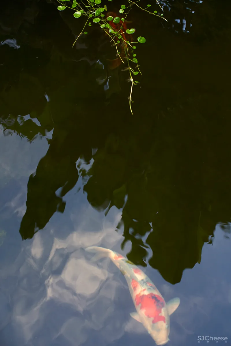 大士设计 • 墨韵西溪|中西合璧的家,“色香味”的人文建筑表达