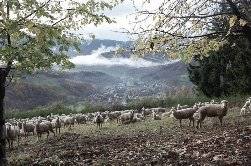 新作 Breitenbach景观酒店–48° Nord Reiulf Ramstad Arkitekter