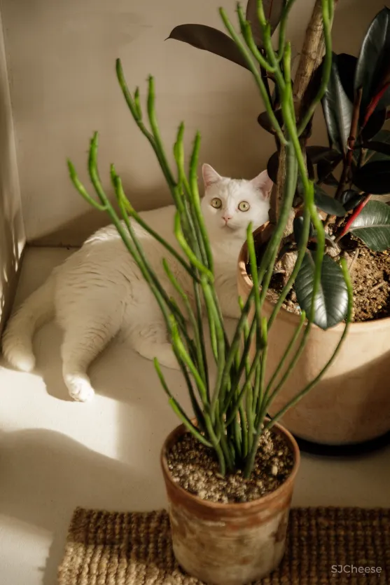 64㎡也能实现顶配侘寂风?