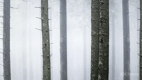 鹤与鹿的故事，贯穿自然的力量 聚舍联合设计 「星作」